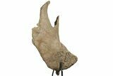 Impressive, Fossil Triceratops Jugal Bone - Montana #198927-2